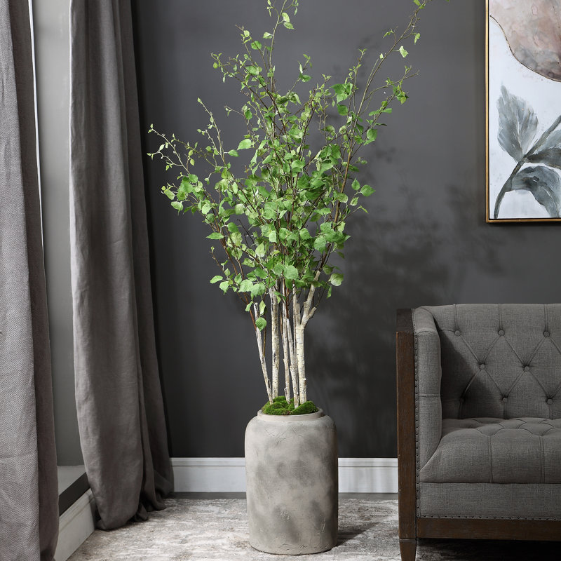 Foundry Select River Birch Tree in Pot Wayfair